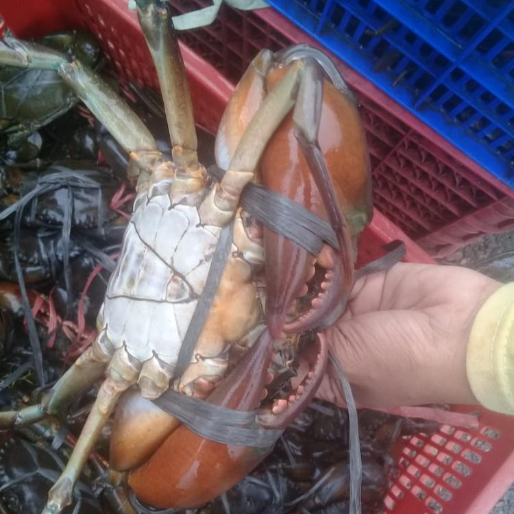 Mud Crab & King Crab – VIETTIEN S.R.O.